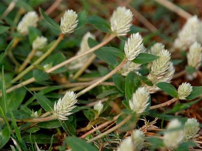 Từ cây Nở ngày đất đến chế phẩm hỗ trợ điều trị bệnh gút dựa trên bằng chứng khoa học