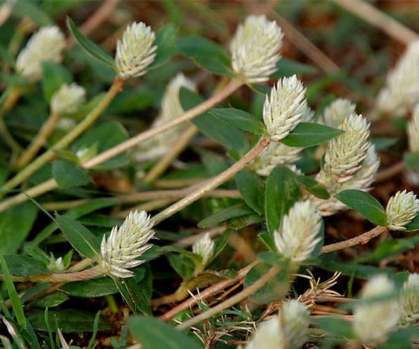 Từ cây Nở ngày đất đến chế phẩm hỗ trợ điều trị bệnh gút dựa trên bằng chứng khoa học